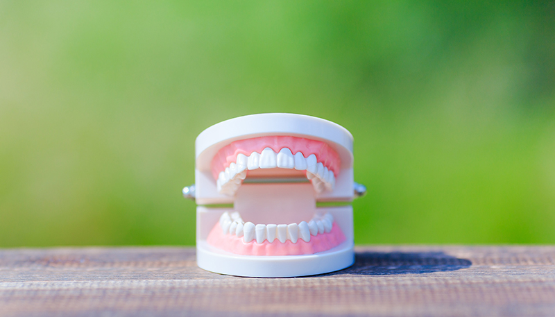 綺麗な歯並びの模型の写真
