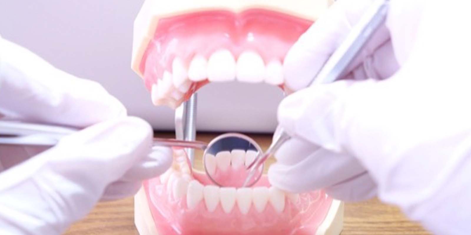 歯の模型を口の中用のミラーで確認している様子の写真
