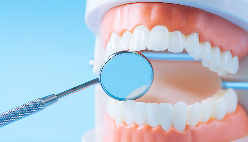 口の模型に歯科用ミラーを入れて口の中を確認している様子