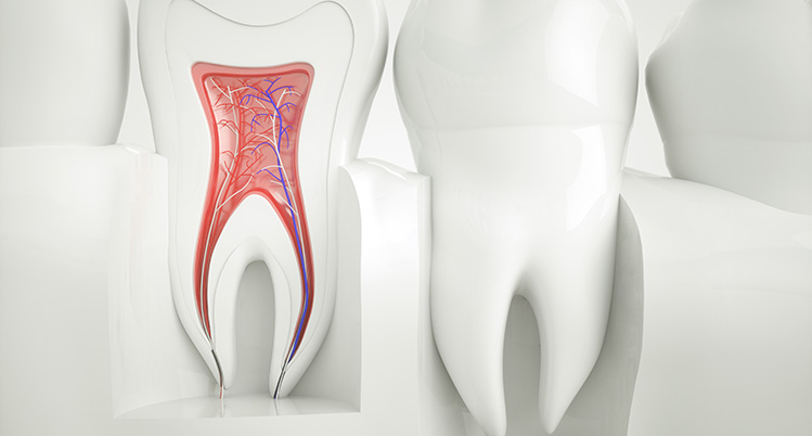 2本並ぶ歯の左の歯は断面図が見えているイメージ画像